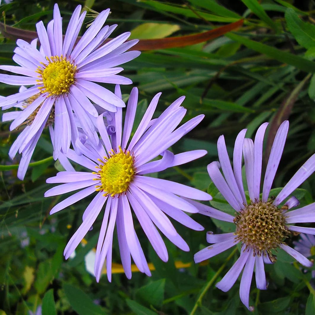 Trvalky a skalničky