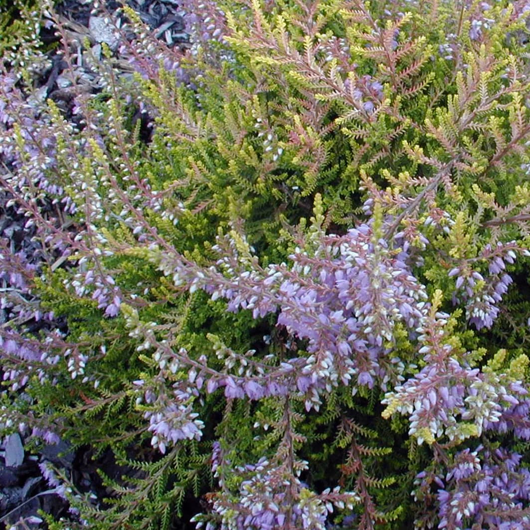 Vřesovištní rostlinyy